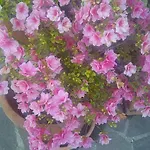 Bed & Breakfast A Casa Di Mael