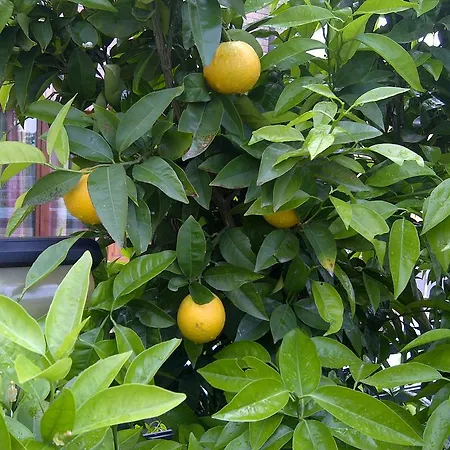 Bed & Breakfast A Casa Di Mael San Costanzo