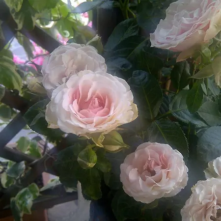 Frühstückspension A Casa Di Mael