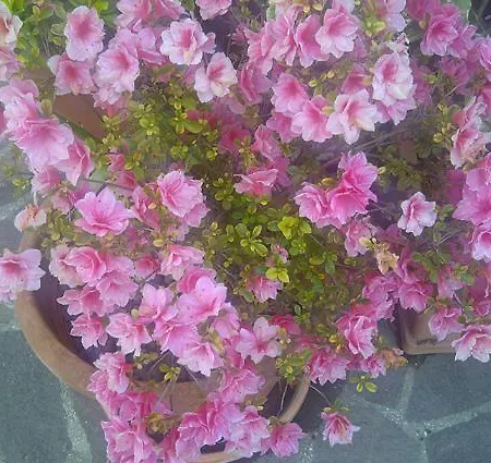 Bed and Breakfast A Casa Di Mael