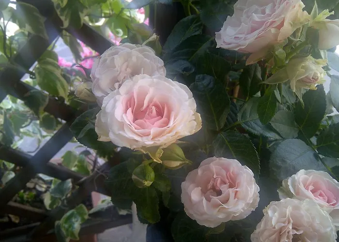 Alojamento de Acomodação e Pequeno-almoço A Casa Di Mael